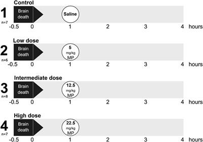 Methylprednisolone Treatment in Brain Death-Induced Lung Inflammation–A Dose Comparative Study in Rats